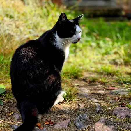 Gemuetliche Ii Apartman *