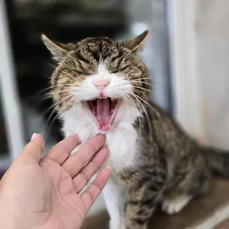 Gemuetliche Ii Apartman *