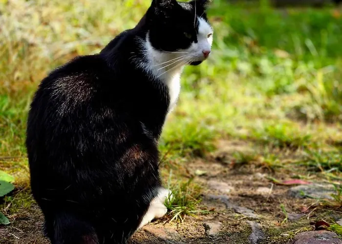 Gemuetliche Ii アパート *