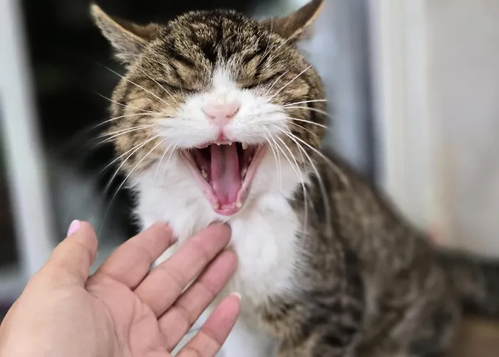 Gemuetliche Ii アパート *